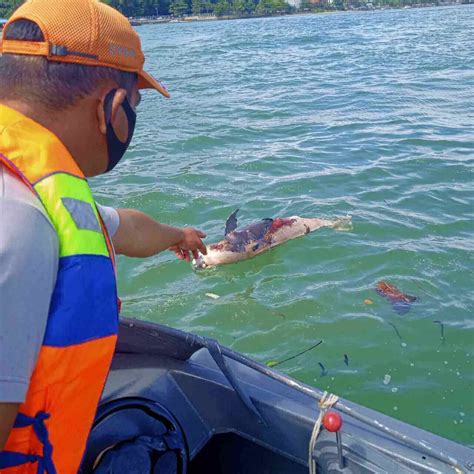 Seorang Turis Di Selat Sunda Melihat Seekor Ikan Lumba Lumba