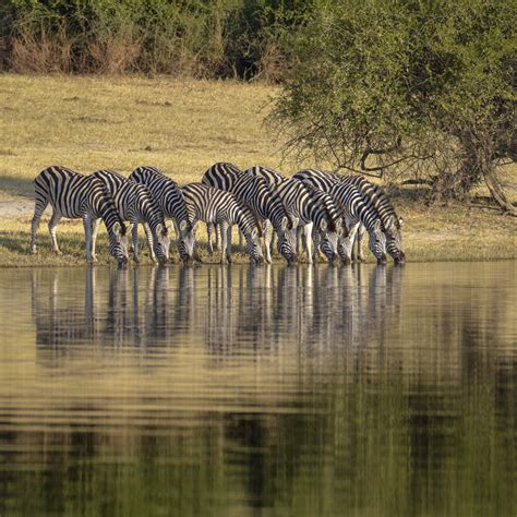 Serengeti Travel Tips