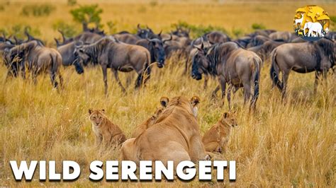 Serengeti predators