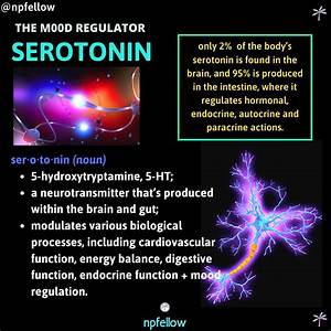 Serotonin - The Mood Regulator