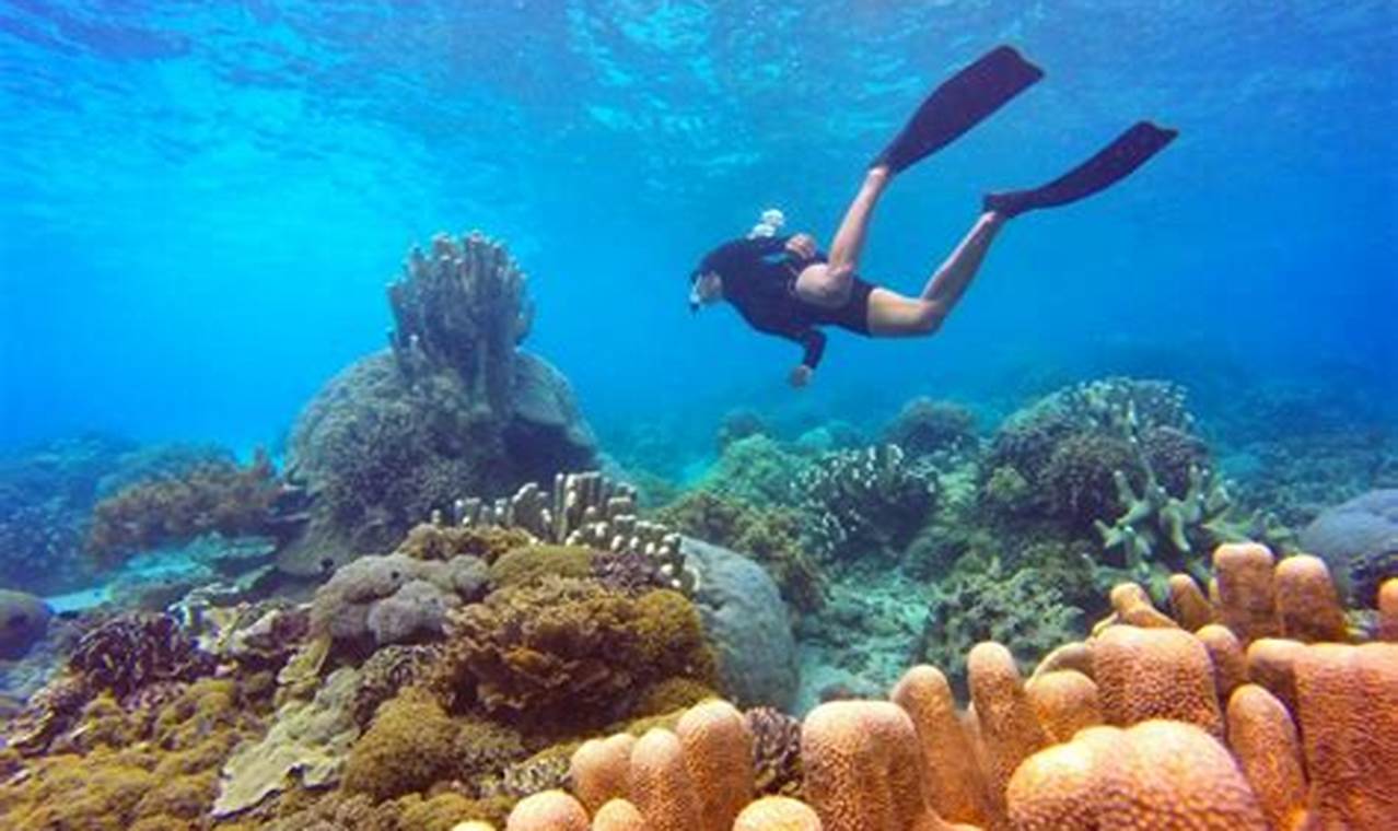 Seru-seruan di Labuan Bajo: Menyelami 7 Spot Diving Terbaik di Indonesia!
