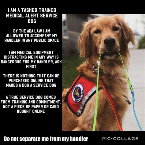 Service Dog Quotes