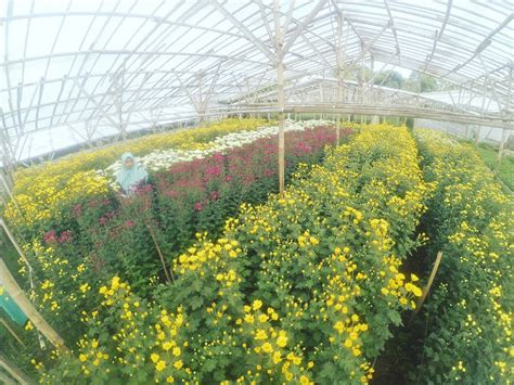Setiya Aji Flower Farm: Tempat yang Menakjubkan untuk Menikmati Keindahan Bunga