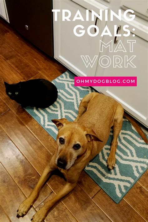 Setting Realistic Goals for Adult Dog Training