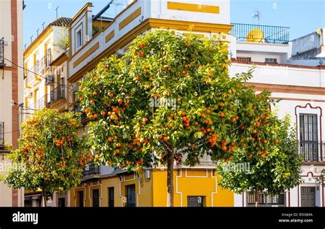 Seville Orange Trees