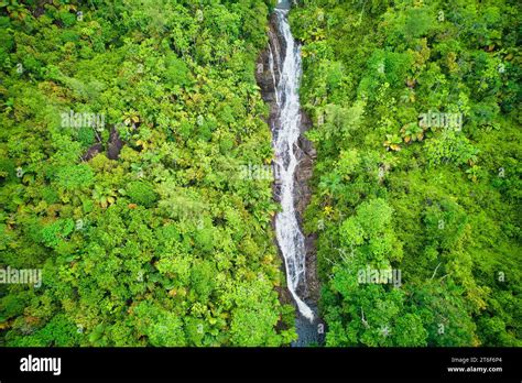 Seychelles lush forest