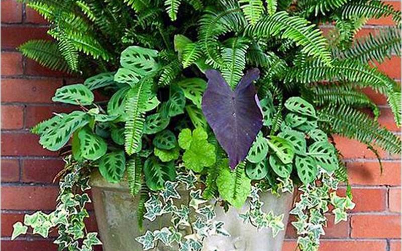 shade plants for pots
