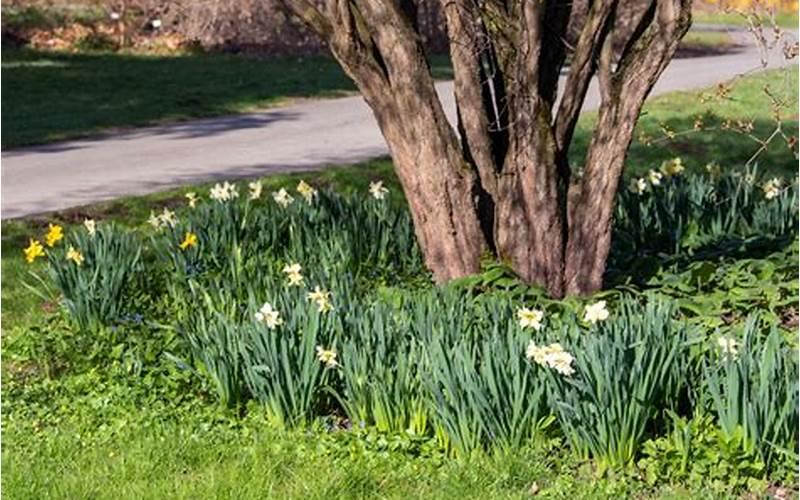 Shade Tolerant Plants Under Oak Trees