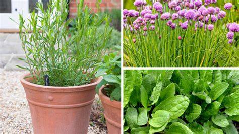 Shade Loving Herbs: A Guide To Growing And Using Them