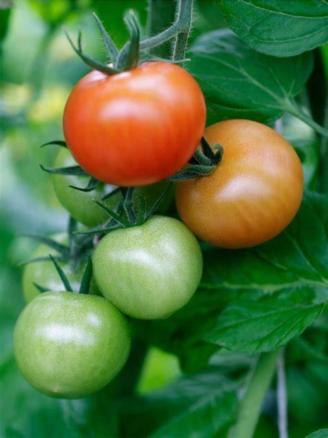 Shade Tolerant Tomato Varieties: A Comprehensive Guide For Gardeners