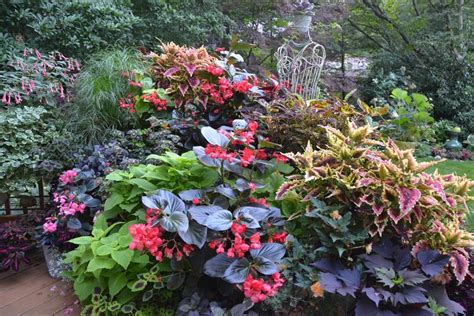 Shade-Loving Annuals