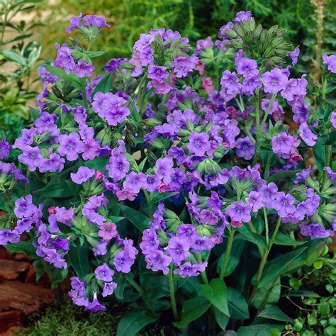 Shade-Tolerant Perennials for Dappled Light