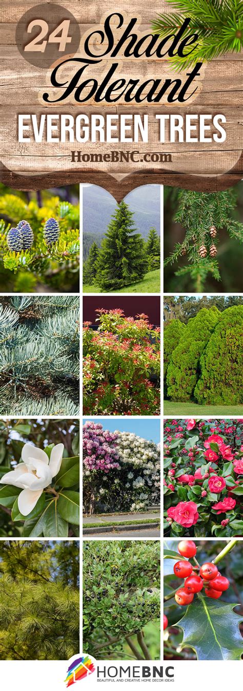 Shade-Tolerant Wonders