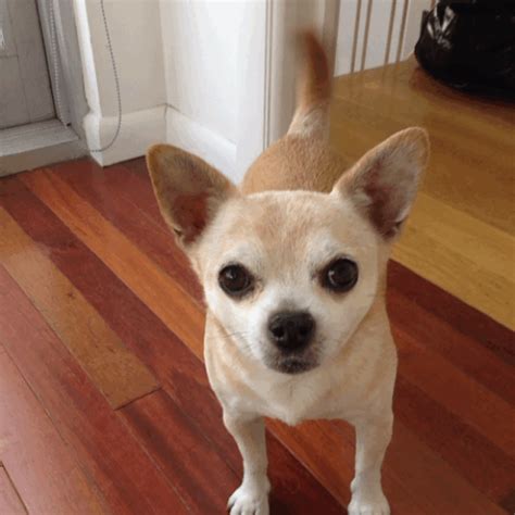 Shaking Angry Chihuahua Gif: What You Need To Know