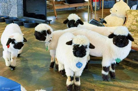 Shared Transportation Tour