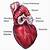 Shark Anatomy Heart