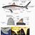 Shark External Anatomy Functions