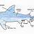 Shark External Anatomy