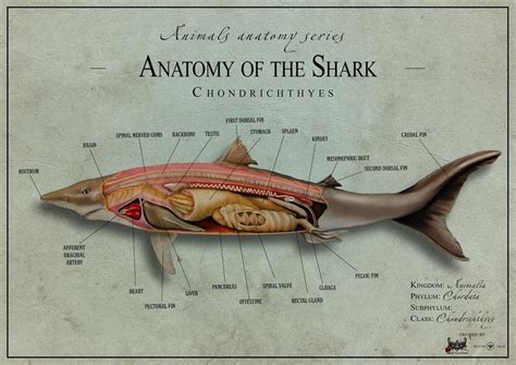 Shark Muscles Left Lateral View Quiz
