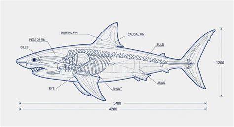 Shark Anatomy Drawing