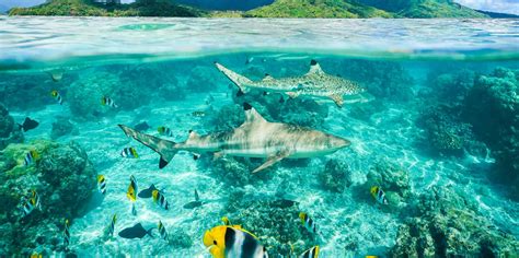 Shark Bay Cape Verde
