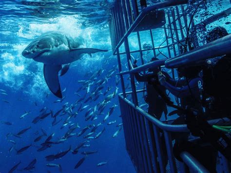 Shark Cage