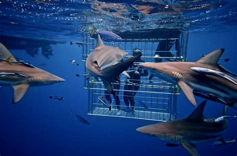 Shark Cage Diving Tips