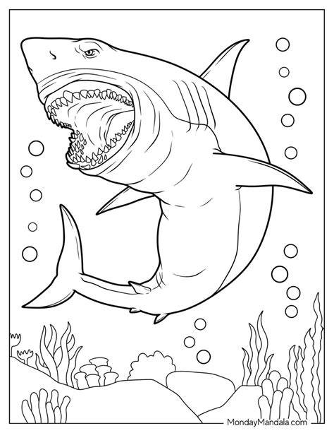 Shark Color Page