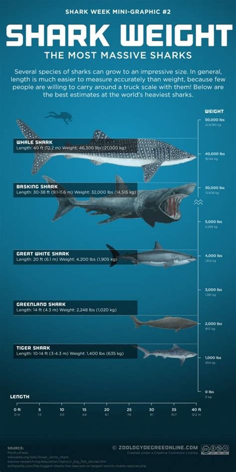 Shark Weight Calculator
