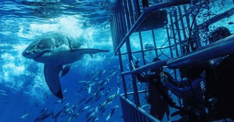 Shark cage diving briefing