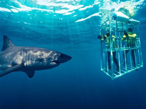 Shark cage diving comfort