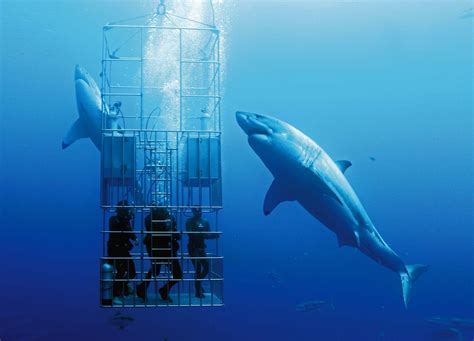 Shark cage diving experience