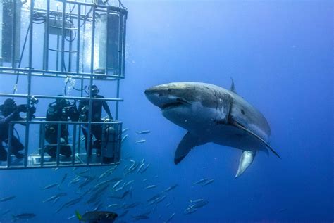 Shark cage diving gear