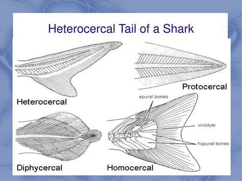 Shark heterocercal tail