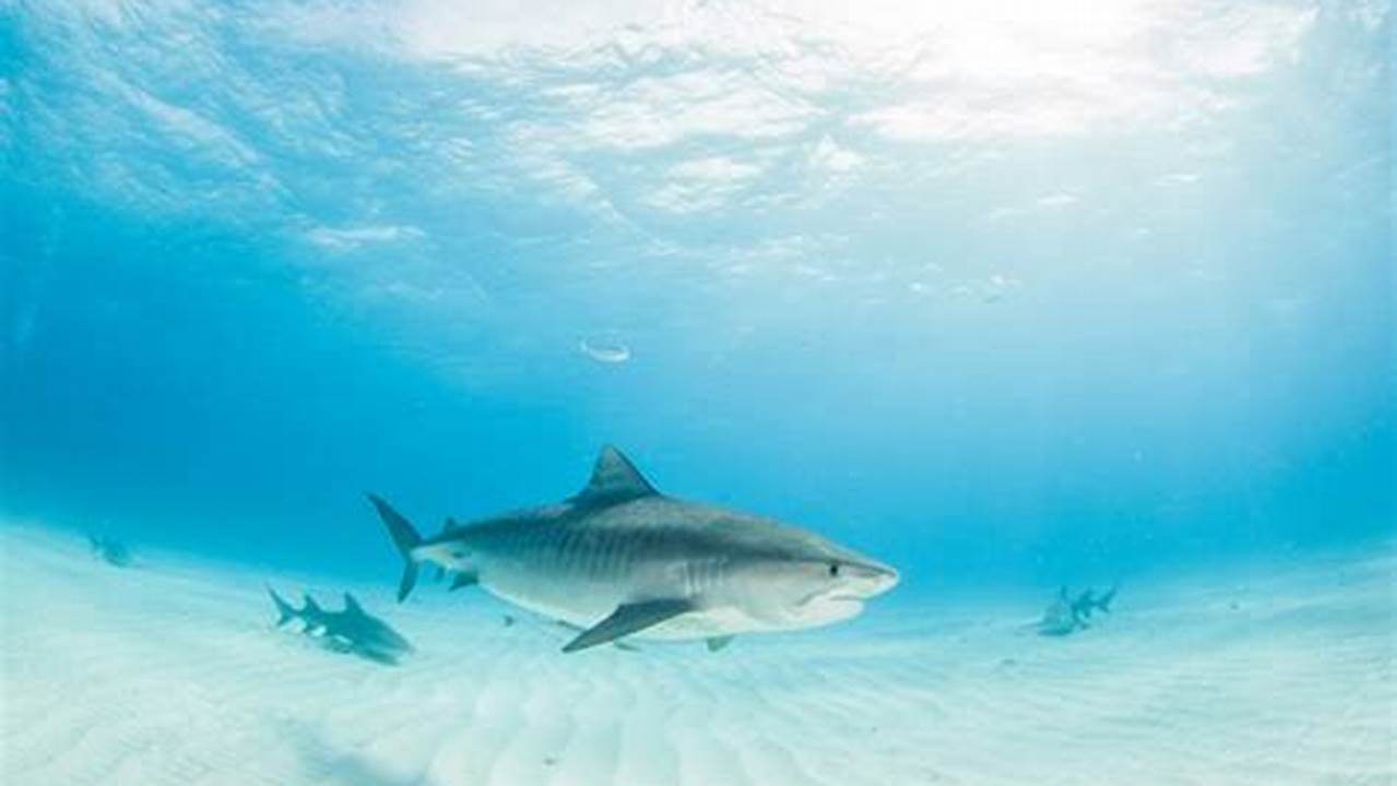 Sharks Destin Florida 2024