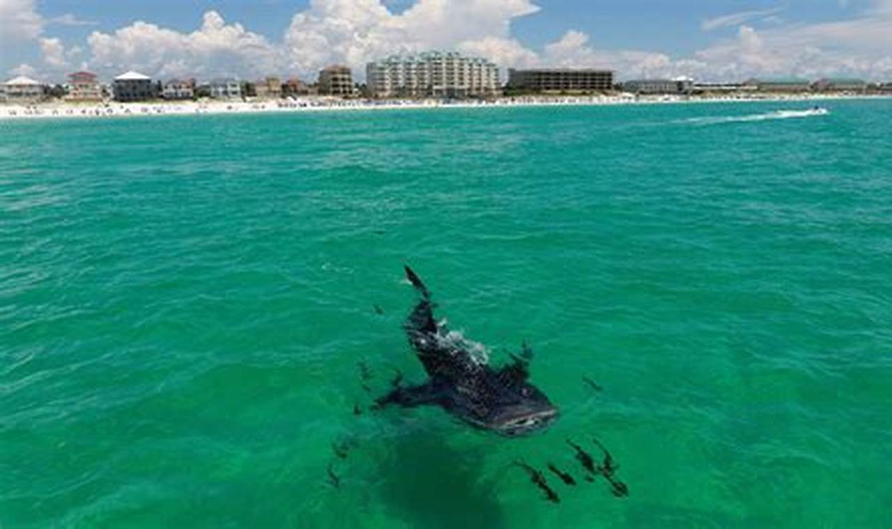 Sharks Destin Florida 2024