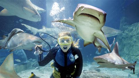 11 Places Where You Can Swim with Sharks | Expedia Viewfinder