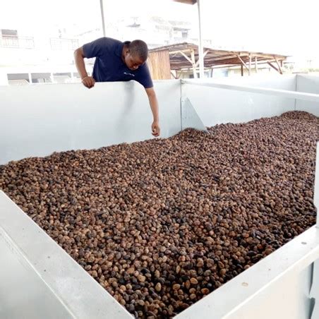 Shea Nuts Drying Process