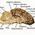 Sheep Brain Anatomy Diagram
