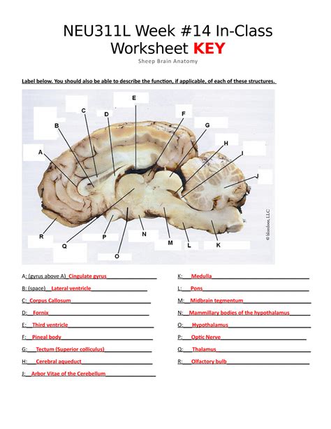 Sheep Brain Labeling Worksheet