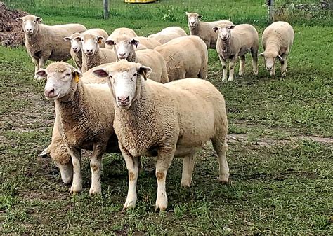 Sheep'S