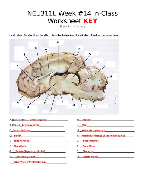 Sheep Brain Labeling Worksheet Answers