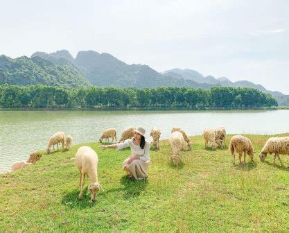 Sheep Field Binh Lap