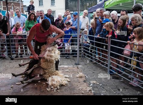 Sheep Shearing Demonstration