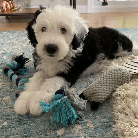 Sheepadoodle Mini Size: The Perfect Companion For Small Spaces