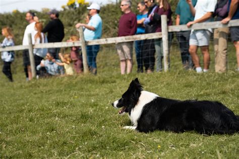 Sheepdog Show Ireland