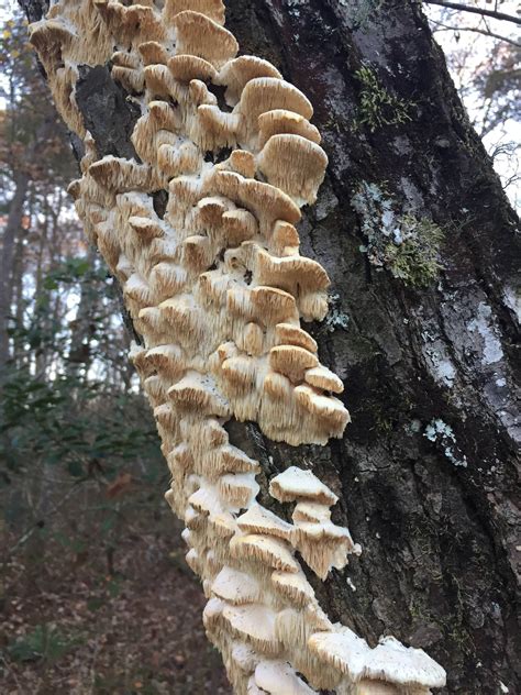 Shelf Mushrooms Flickr Photo Sharing!