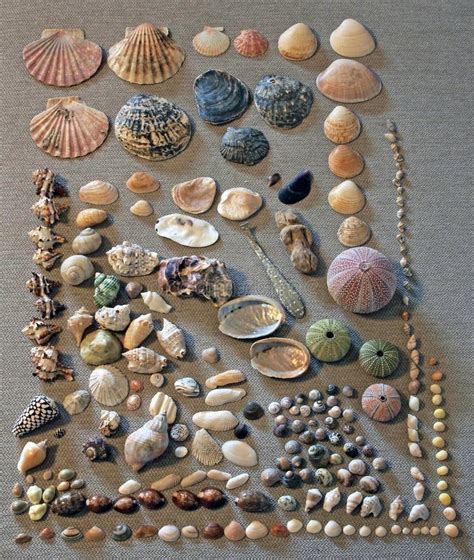 Shell Collection