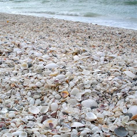 Shelling Beaches