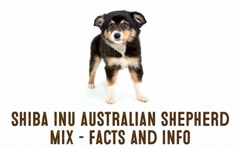 Shiba Inu Australian Shepherd Mix Temperament